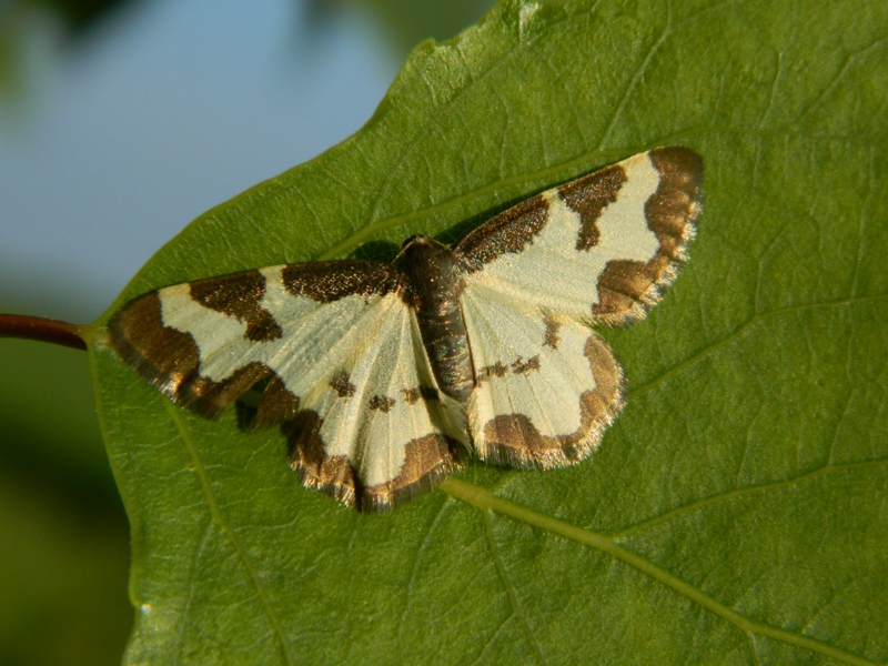 Variazioni sul tema: Lomaspilis marginata